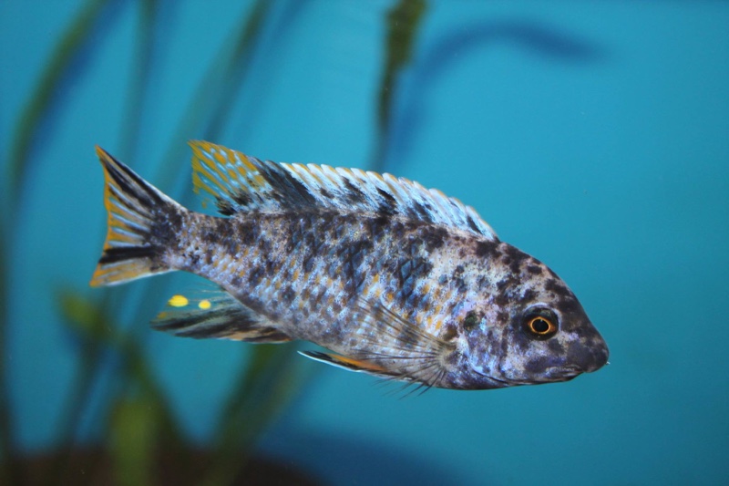 Labeotropheus fuelleborni 'Thumbi West Island'